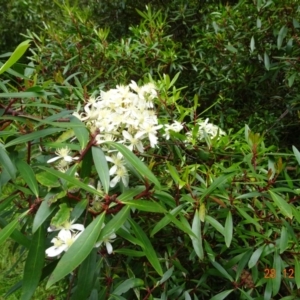 Clematis aristata at Cotter River, ACT - 28 Dec 2021 11:44 AM