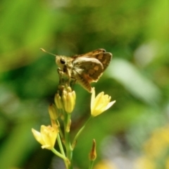 Ocybadistes walkeri (Green Grass-dart) at GG182 - 29 Dec 2021 by KMcCue