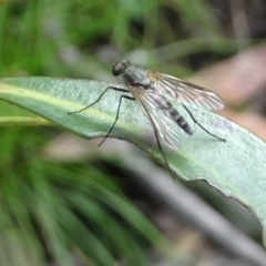 Dolichopodidae (family) (Unidentified Long-legged fly) at Namadgi National Park - 28 Dec 2021 by GirtsO