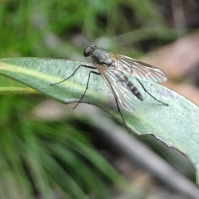 Dolichopodidae (family) (Unidentified Long-legged fly) at Namadgi National Park - 28 Dec 2021 by GirtsO