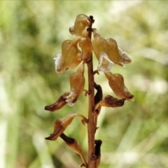 Gastrodia sesamoides (Cinnamon Bells) at Cotter River, ACT - 29 Dec 2021 by JohnBundock