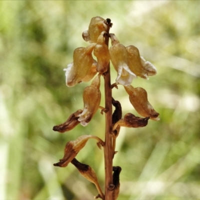 Gastrodia sesamoides (Cinnamon Bells) at Namadgi National Park - 29 Dec 2021 by JohnBundock