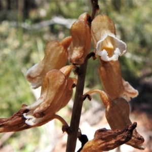 Gastrodia sesamoides at Cotter River, ACT - 29 Dec 2021
