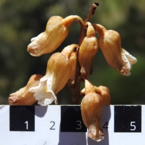 Gastrodia sesamoides at Cotter River, ACT - 29 Dec 2021