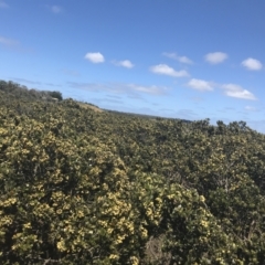 Avicennia marina subsp. australasica at Rhyll, VIC - 16 Dec 2021