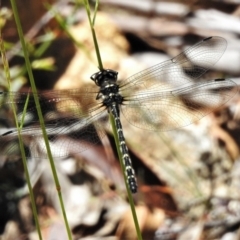 Eusynthemis guttata (Southern Tigertail) at Cotter River, ACT - 29 Dec 2021 by JohnBundock