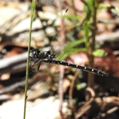 Eusynthemis guttata at Cotter River, ACT - 29 Dec 2021 11:36 AM