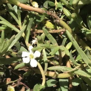 Myoporum parvifolium at Rhyll, VIC - 16 Dec 2021