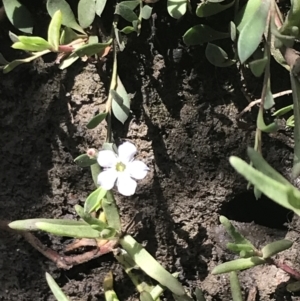 Myoporum parvifolium at Rhyll, VIC - 16 Dec 2021