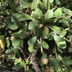 Myoporum parvifolium at Rhyll, VIC - 16 Dec 2021