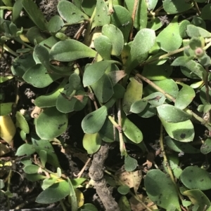 Myoporum parvifolium at Rhyll, VIC - 16 Dec 2021