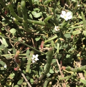 Myoporum parvifolium at Rhyll, VIC - 16 Dec 2021