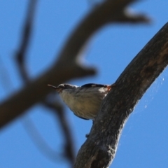 Daphoenositta chrysoptera (Varied Sittella) at Hawker, ACT - 29 Dec 2021 by Tammy