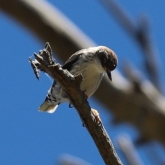 Daphoenositta chrysoptera at Hawker, ACT - 29 Dec 2021