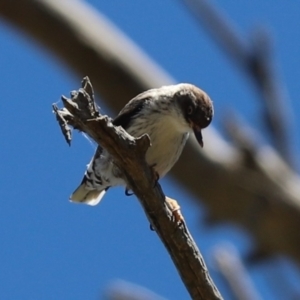 Daphoenositta chrysoptera at Hawker, ACT - 29 Dec 2021 10:02 AM