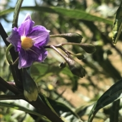 Solanum laciniatum (Cut-leaf Kangaroo-apple) at Rhyll, VIC - 16 Dec 2021 by Tapirlord