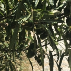 Solanum laciniatum at Rhyll, VIC - 16 Dec 2021