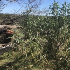 Solanum laciniatum at Rhyll, VIC - 16 Dec 2021