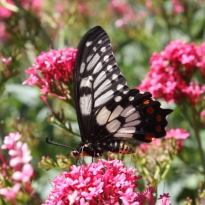 Papilio anactus (Dainty Swallowtail) at Hackett, ACT - 29 Dec 2021 by DavidForrester
