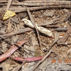 Chrysolarentia correlata (Yellow Carpet) at Namadgi National Park - 28 Dec 2021 by GirtsO