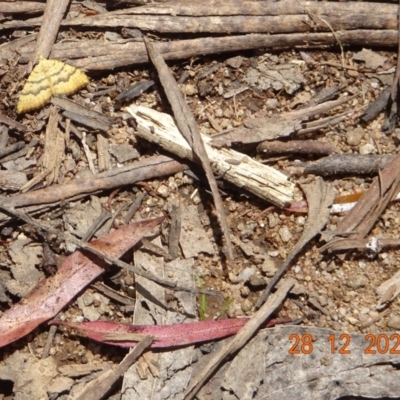 Chrysolarentia correlata (Yellow Carpet) at Cotter River, ACT - 28 Dec 2021 by GirtsO