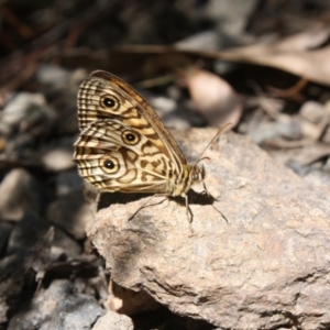 Geitoneura acantha at Ainslie, ACT - 29 Dec 2021 10:08 AM