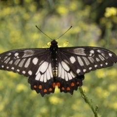 Papilio anactus (Dainty Swallowtail) at Mount Ainslie - 29 Dec 2021 by DavidForrester