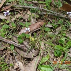 Viola hederacea (Ivy-leaved Violet) at Namadgi National Park - 28 Dec 2021 by GirtsO