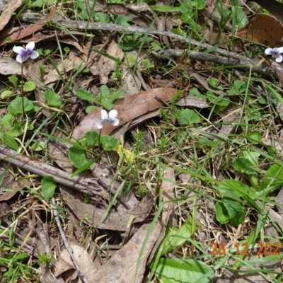 Viola hederacea (Ivy-leaved Violet) at Namadgi National Park - 28 Dec 2021 by GirtsO