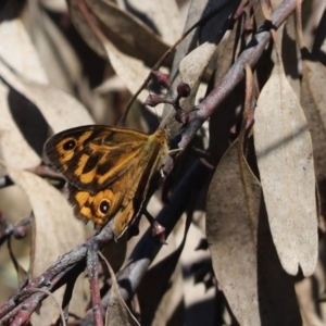 Heteronympha merope at Hawker, ACT - 29 Dec 2021 10:06 AM