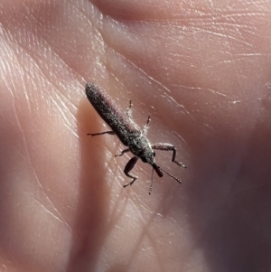 Rhinotia filiformis at Murrumbateman, NSW - 29 Dec 2021