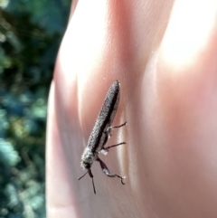 Rhinotia filiformis at Murrumbateman, NSW - 29 Dec 2021