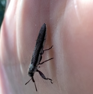 Rhinotia filiformis at Murrumbateman, NSW - 29 Dec 2021