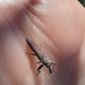 Rhinotia filiformis at Murrumbateman, NSW - 29 Dec 2021