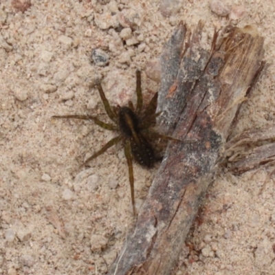 Artoria sp. (genus) at Pearce, ACT - 27 Dec 2021 by RodDeb