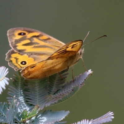 Heteronympha merope (Common Brown Butterfly) at Mount Taylor - 27 Dec 2021 by RodDeb