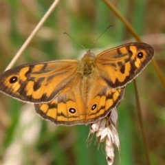 Heteronympha merope at Pearce, ACT - 27 Dec 2021