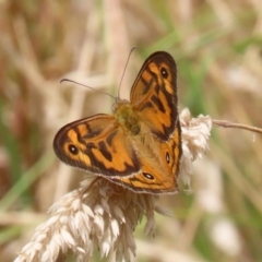 Heteronympha merope at Pearce, ACT - 27 Dec 2021 02:38 PM