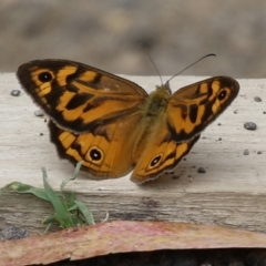 Heteronympha merope at Pearce, ACT - 27 Dec 2021 02:38 PM