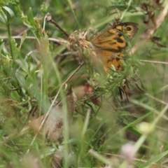 Heteronympha merope at Pearce, ACT - 27 Dec 2021 02:38 PM