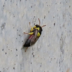 Hylaeus (Euprosopis) elegans (Harlequin Bee) at Torrens, ACT - 27 Dec 2021 by RodDeb