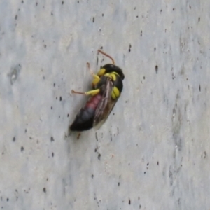 Hylaeus (Euprosopis) elegans at Torrens, ACT - 27 Dec 2021 03:26 PM