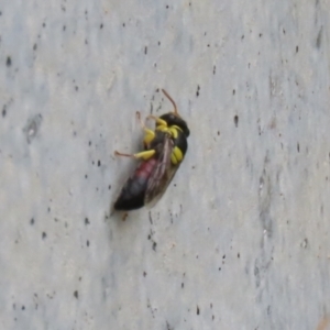 Hylaeus (Euprosopis) elegans at Torrens, ACT - 27 Dec 2021