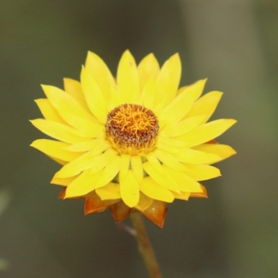 Xerochrysum viscosum (Sticky Everlasting) at Mount Taylor - 27 Dec 2021 by RodDeb