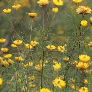 Xerochrysum viscosum at Pearce, ACT - 27 Dec 2021