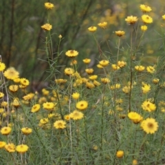 Xerochrysum viscosum at Pearce, ACT - 27 Dec 2021