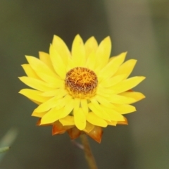 Xerochrysum viscosum at Pearce, ACT - 27 Dec 2021