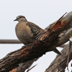 Phaps chalcoptera at Pearce, ACT - 27 Dec 2021