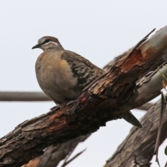 Phaps chalcoptera (Common Bronzewing) at Pearce, ACT - 27 Dec 2021 by RodDeb
