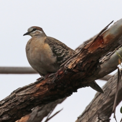 Phaps chalcoptera (Common Bronzewing) at Mount Taylor - 27 Dec 2021 by RodDeb